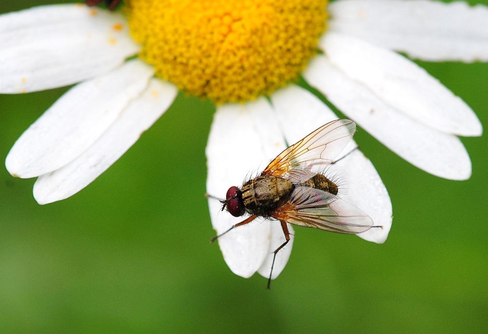 La vita in un fiore: terza parte